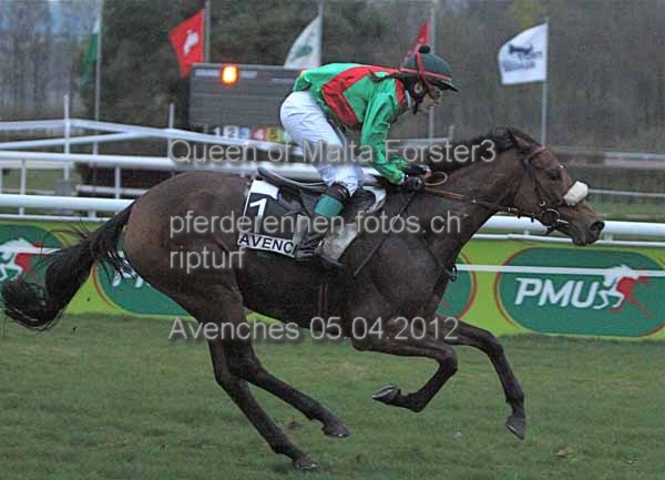 Queen of Malta Forster3 prot